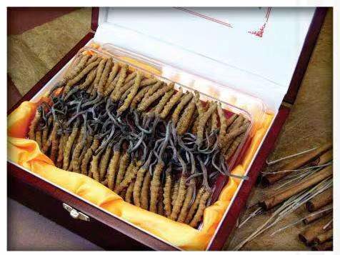 苏尼特右冬虫夏草回收